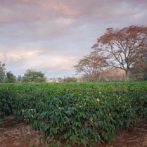自家焙煎コーヒー豆 スペシャリティコーヒー豆 200g タンザニア ンゴロンゴロ