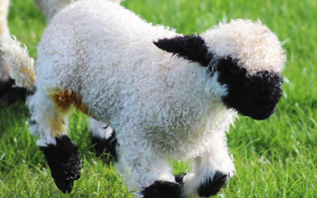 日本初です‼ 世界いち可愛い羊の赤ちゃんが3頭、生まれました！ 日本に数頭しかいないスイス原産のヴァレーブラックノーズシープ、ぜひ会いに来てね。株式会社メリーデイズのプレスリリース