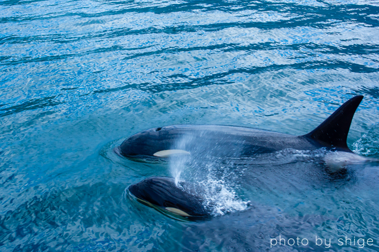 クルージングのプラン 知床ウトロ開催 約2時間 クルージング＼ヒグマの聖地、ルシャへ 高確率でヒグマが目撃される「ルシャコース」★知床半島クルージング♪小学生未満は乗船無料-