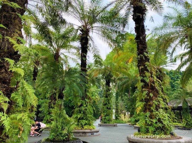 シンガポールが誇る唯一の世界遺産！歴史あるシンガポール植物園 – skyticket