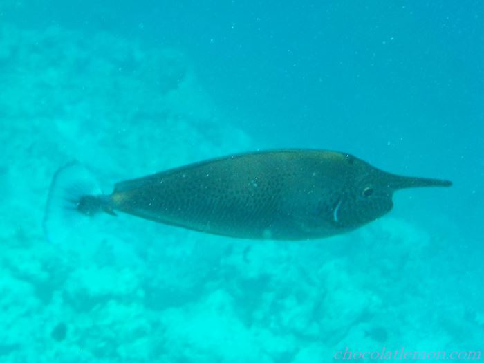 モルディブの服装は？2025 年のリアルなLemon8ユーザー体験