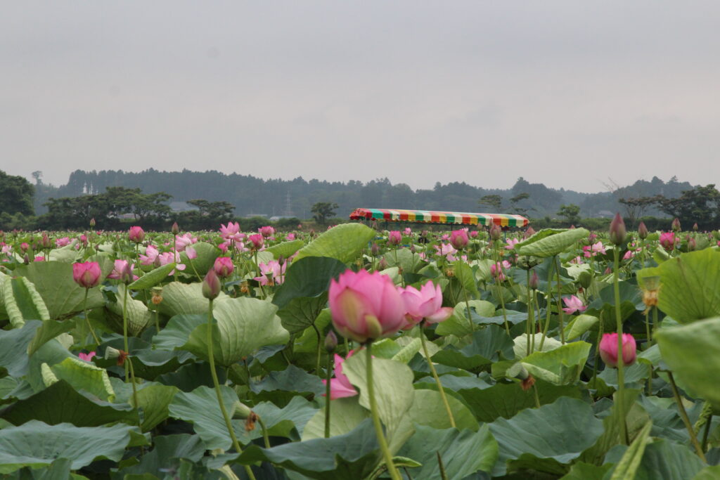伊豆沼・内沼はすまつりクイズ・タッチジャパン 宮城版 ラーニングサイト