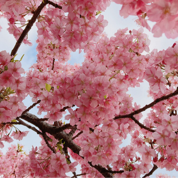 マホロバマインズ三浦 海を臨むリゾートホテルon X: 