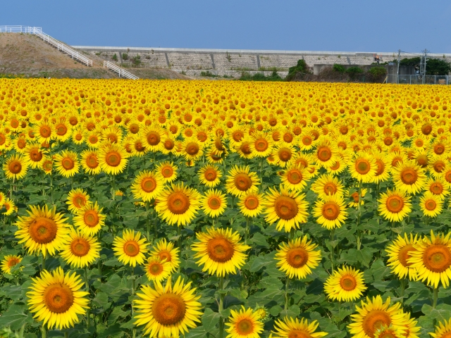 シャンクス海賊団ルフィ幼少期2000年のカード