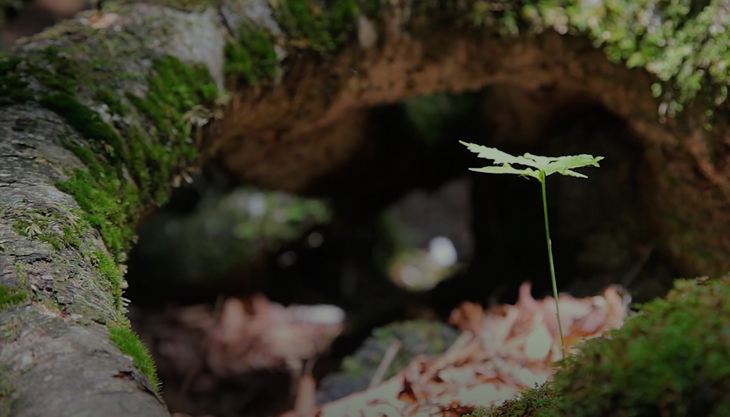 富士山の麓｢青木ヶ原樹海｣は心霊スポットなんかじゃなかった！ 神秘的な原生林とクールすぎる氷穴に挑む!!Do well by
