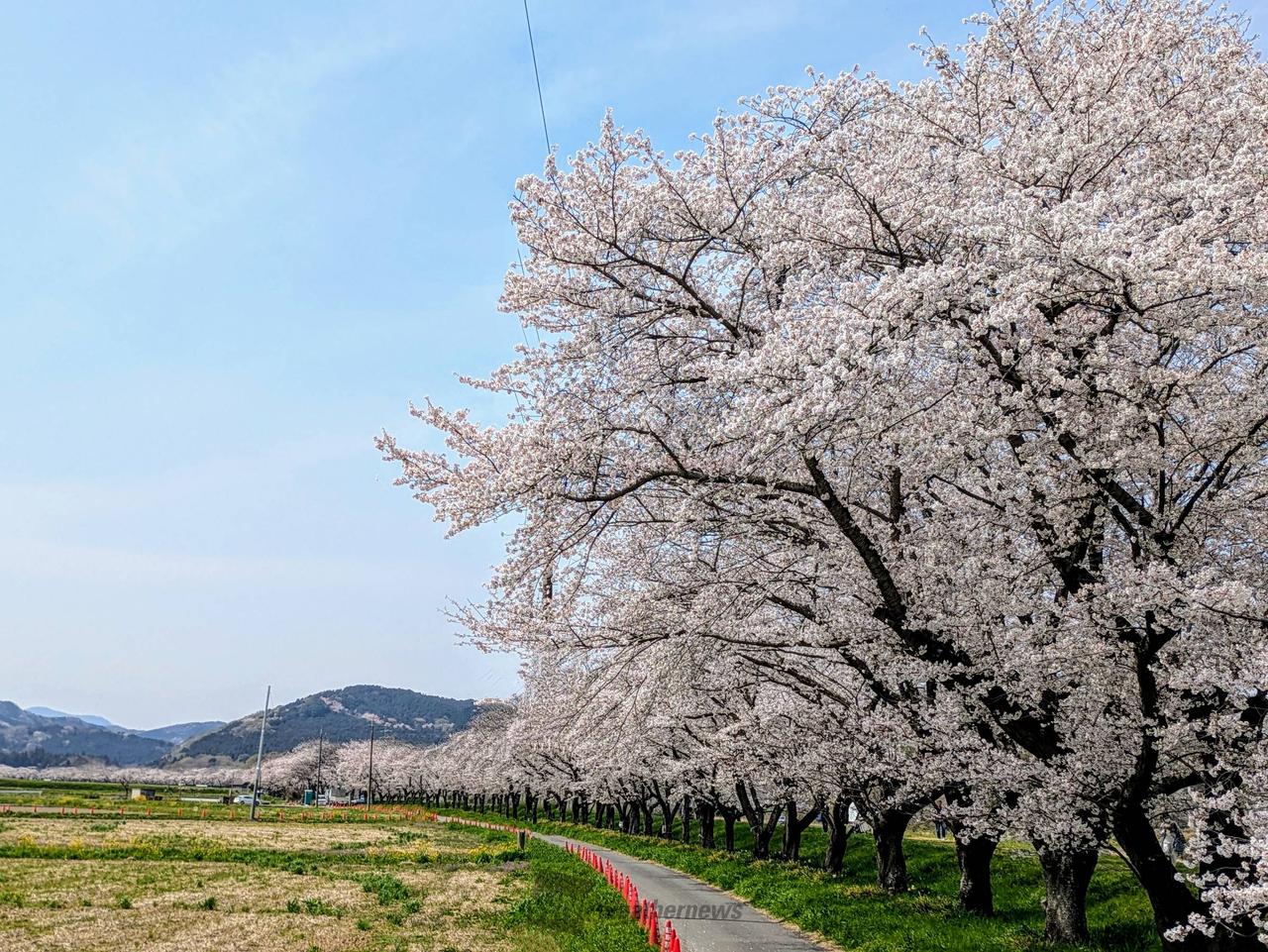 飯能花見ライド 八徳の一本桜＆都幾川桜堤: piyoチャリブログ☆