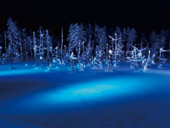 冬季 北海道 旭山動物園 チケット込みクリスマスツリーの木