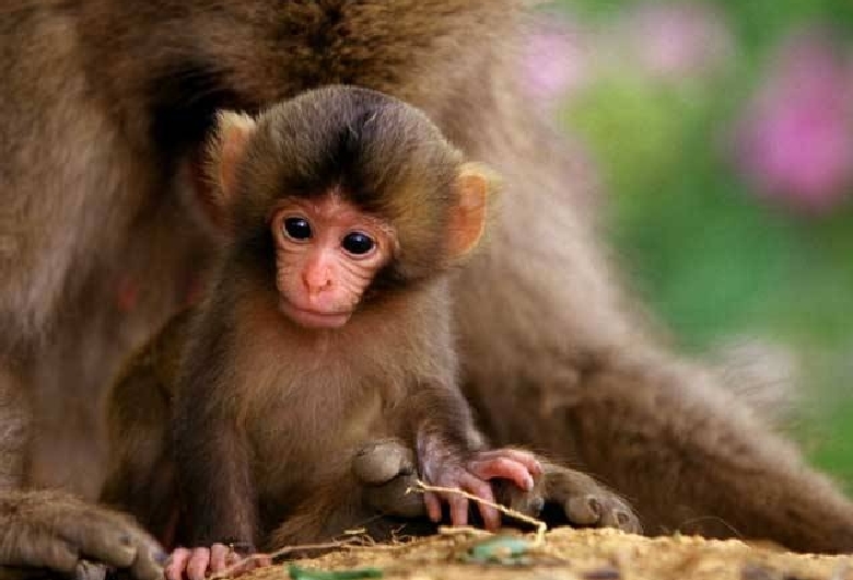 お猿さんに会いに行こう！「嵐山モンキーパーク」でしたい5つのことRETRIP リトリップ
