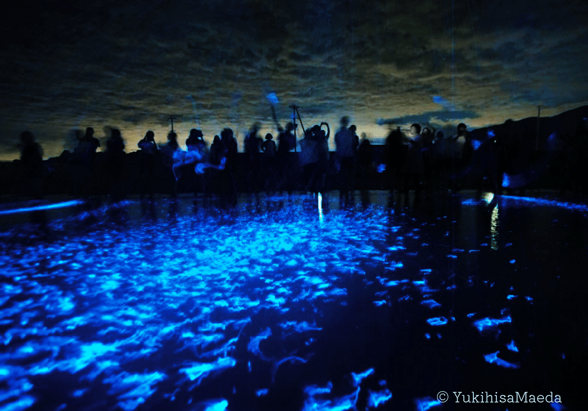 子どもたちに大人気！！支配人の『海ほたる発光ショー』公式 うずの丘 大鳴門橋記念館