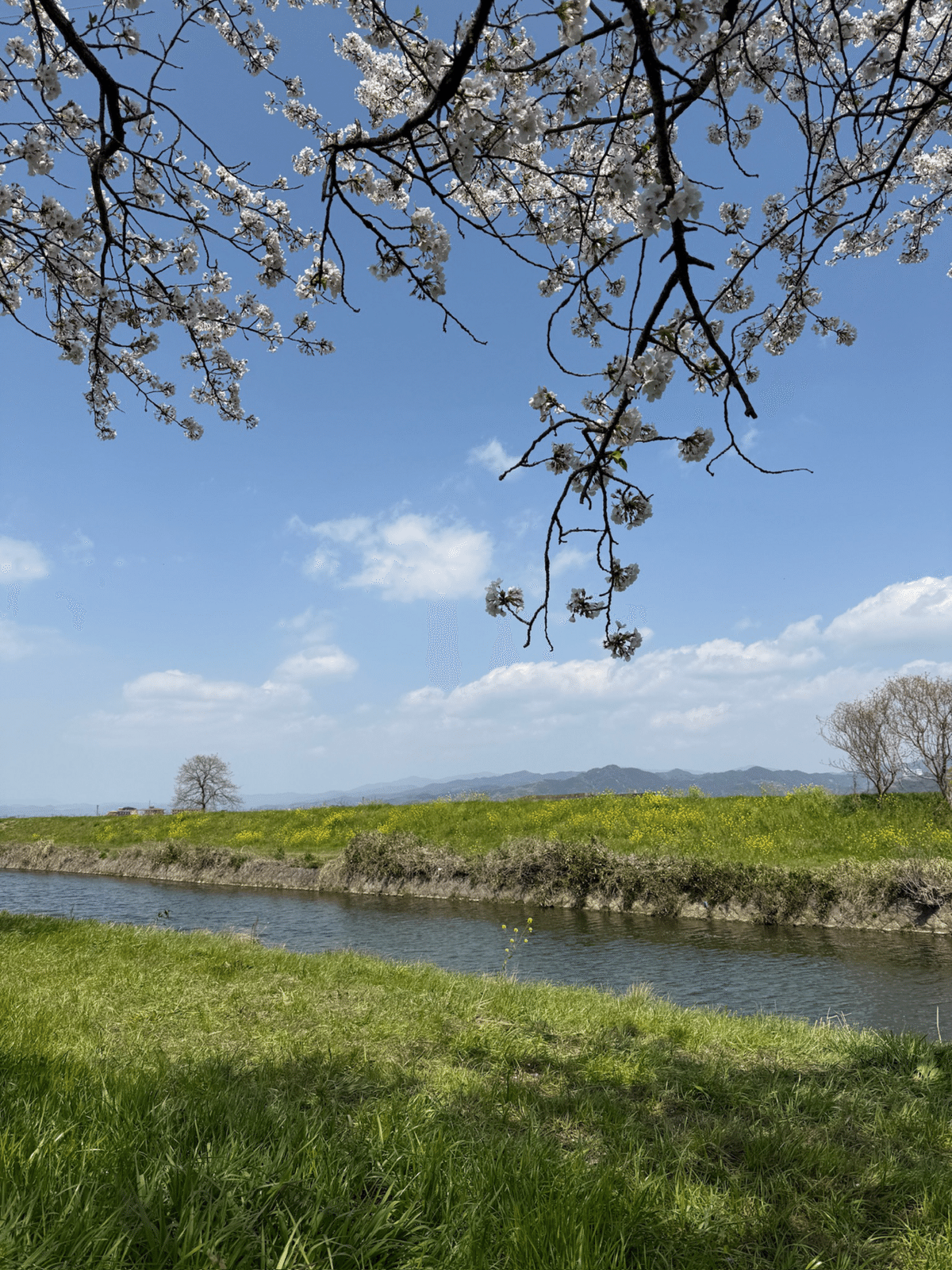 3分咲の法華原華庭園 身延のしだれ桜 へ 2024 3