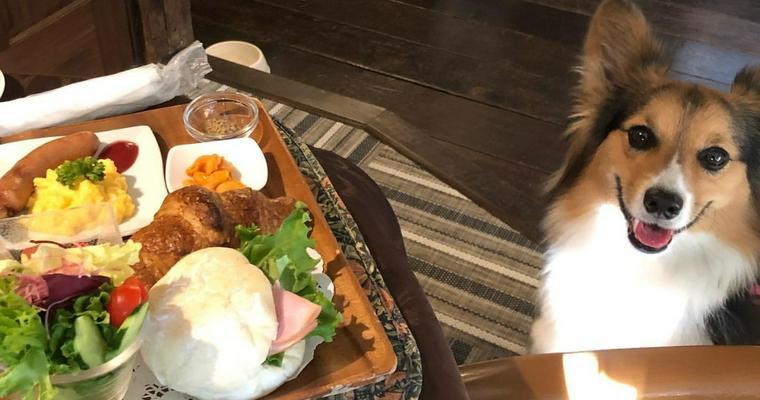 お料理愛犬お宿伊豆高原 公式