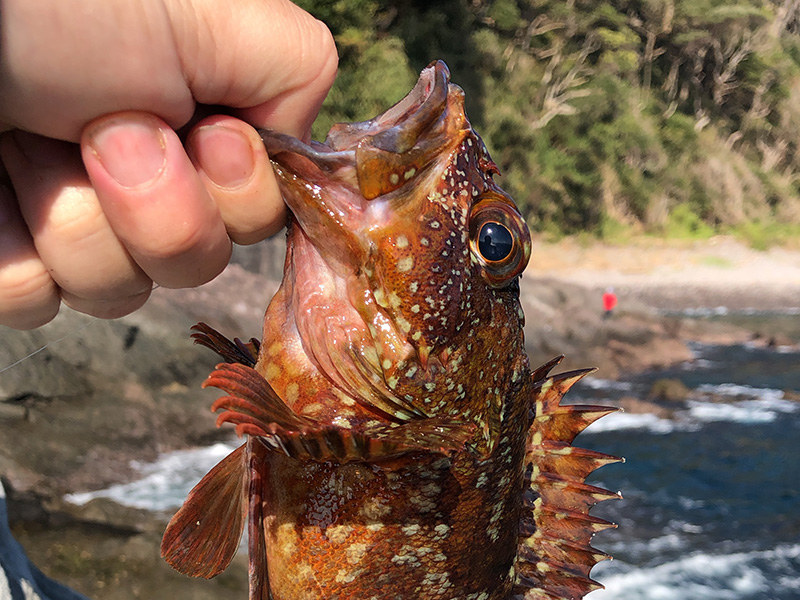 尻掛海岸 -真鶴観光情報 宿泊施設ペンションはな