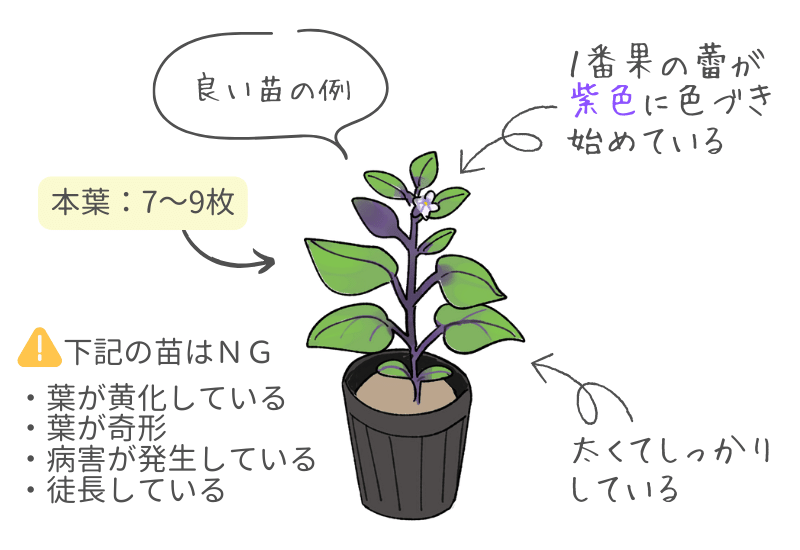 性別が男のなす1個 なすの選び方と栄養素買い物で役立つ