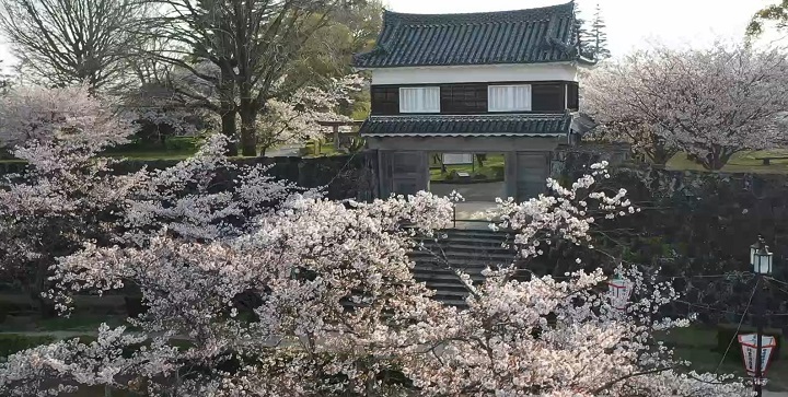 2025年臼杵城址の桜祭り開催情報！ライトアップと駐車場情報も紹介！知っとくMEMO