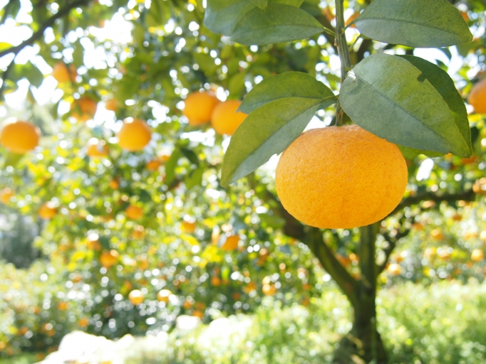 有田みかん海道 :: visit-arida