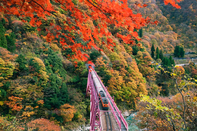 秘境 黒部トロッコ電車の紅葉2023 Autumn leaves