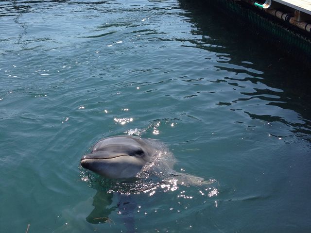 上天草で新体験 観光天草パールガーデン ＆ 海中水族館シードーナツ