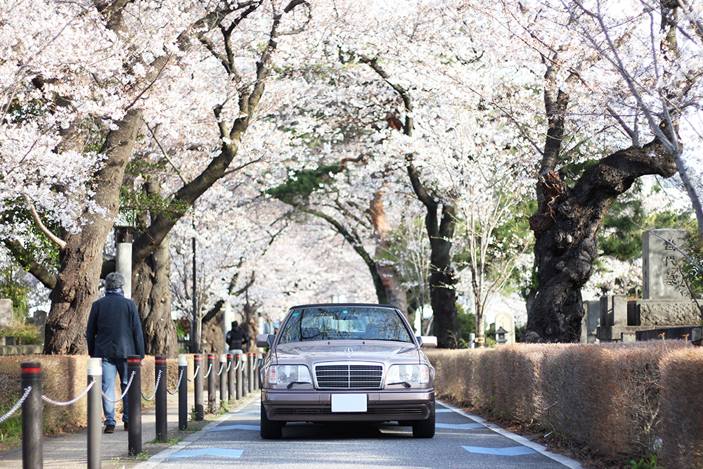 全国 春のおすすめドライブスポット44選！桜並木や絶景ロードなど厳選 じゃらんニュース