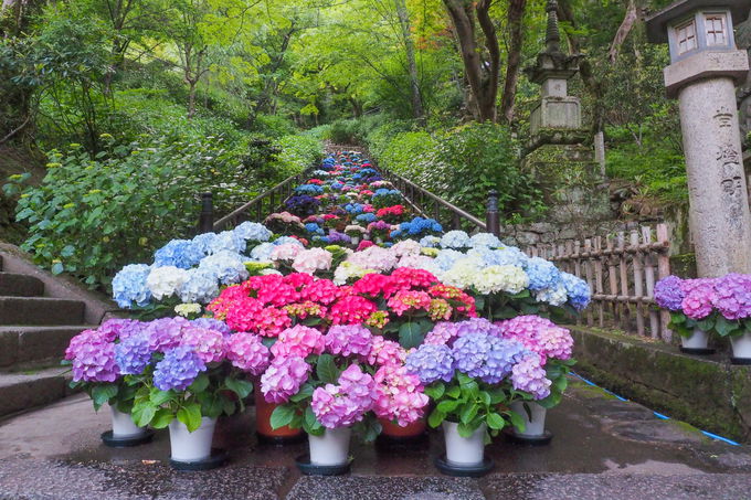 奈良 長谷寺の見応えが半端ないぞ！ お御足に触れられる12m越えの本尊、ブラキオサウルスなみの高さの掛け軸、そして境内を埋め尽くす牡丹ロケットニュース24