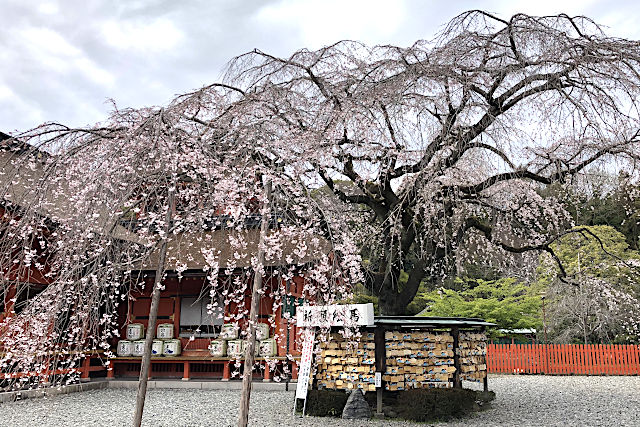 富士山がご神体！富士宮市「富士山本宮浅間大社」を巡るポイント静岡県トラベルjp 旅行ガイド