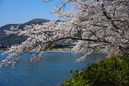 琵琶湖の湖岸にある桜の名所「海津大崎の桜🌸 約800本のソメイヨシノが約4㎞にわたって咲き誇り、湖畔沿いに続く道は幻想的な桜のトンネルとなります🙌お花見船でのアクセスなら湖上からの風景と間近のお花見をＷで楽しめちゃう🚢✨バンビツアー遠鉄バス桜の旅