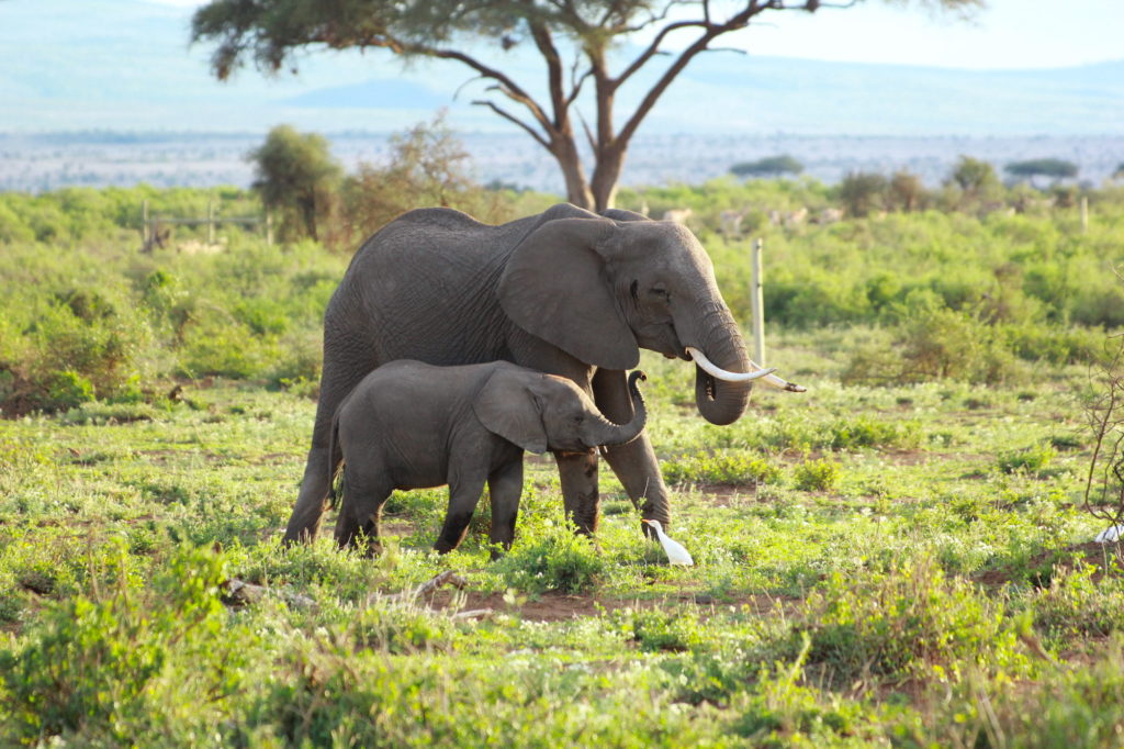 7,945 アンボセリ国立公園 Stock Photos,