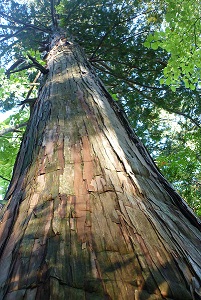 木曽漆器 きそしっき の特徴 や歴史- KOGEI