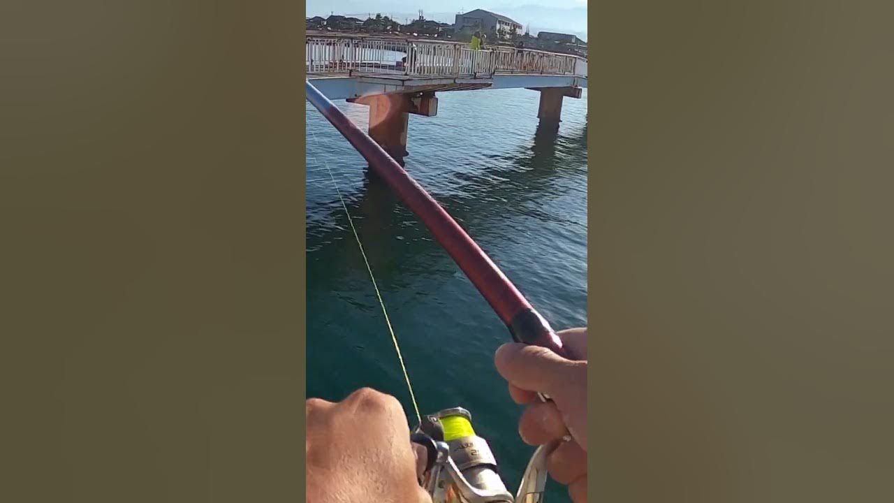 水橋フィッシャリーナ特集公式 富山県の観光 旅行サイト「とやま観光ナビ」