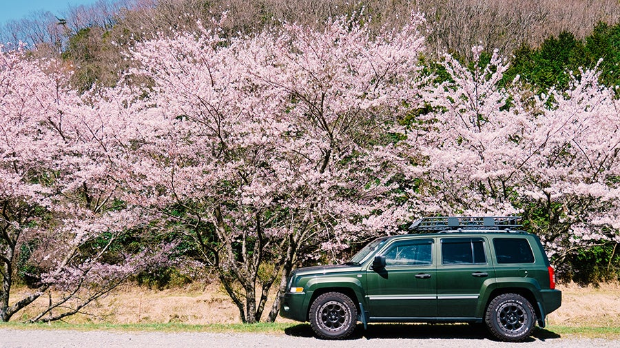Tokyo Drive Cherry