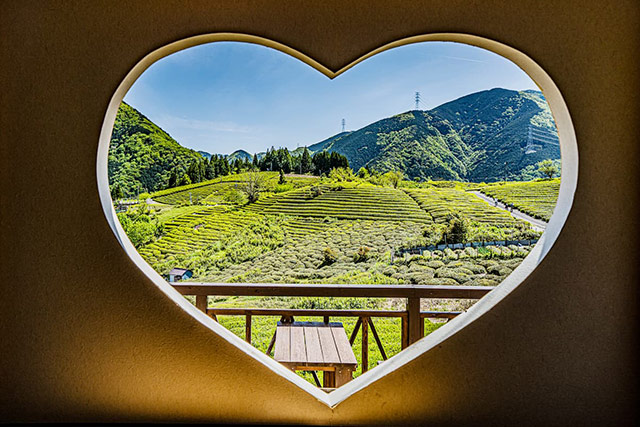 これが岐阜のマチュピチュ！別名「天空の茶畑」は本当に絶景で超絶おすすめいたみわけ.com