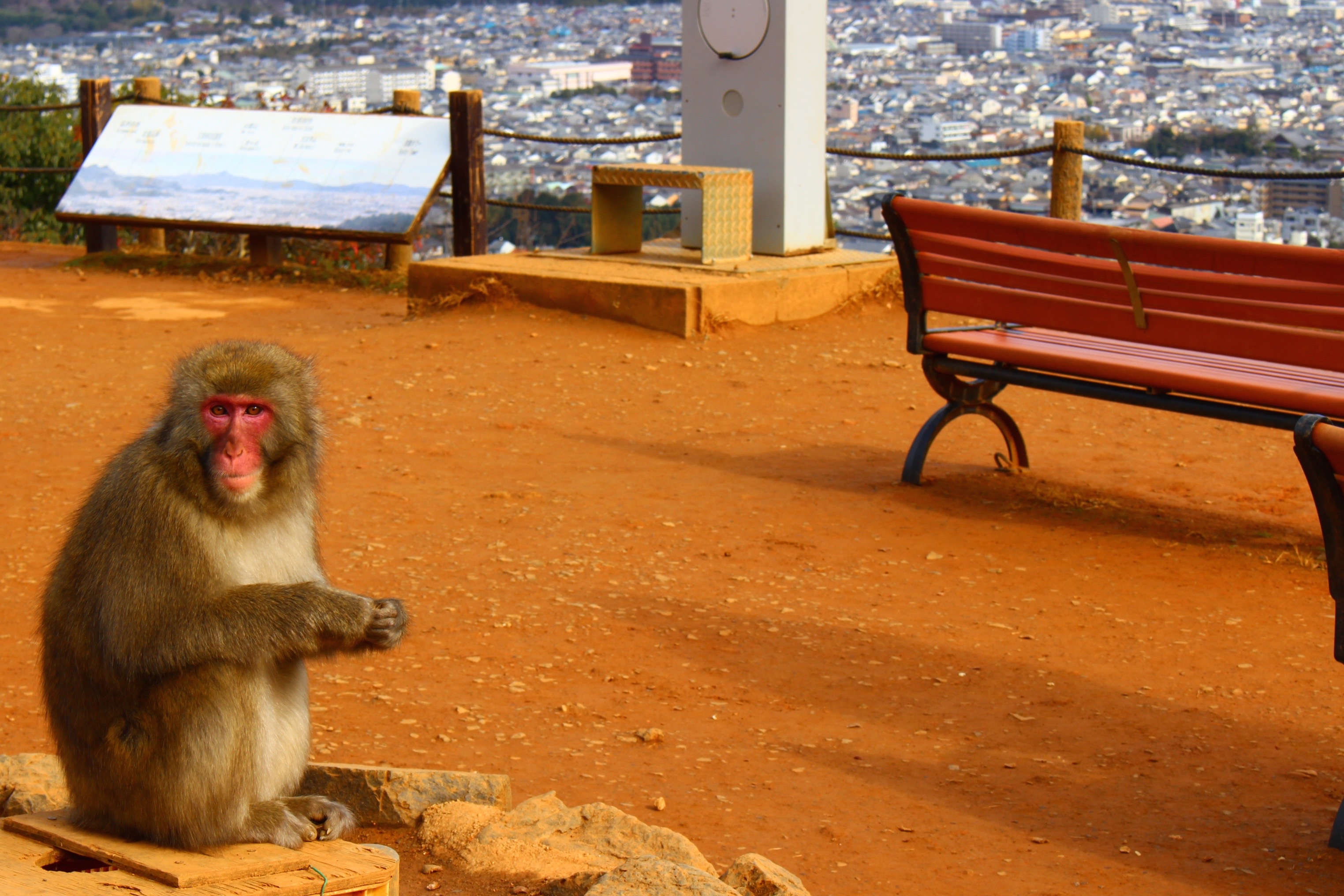 動物「嵐山モンキーパーク」 ― 京都観光の合間に野生のニホンザルと触れ合おう！Goin' Japanesque