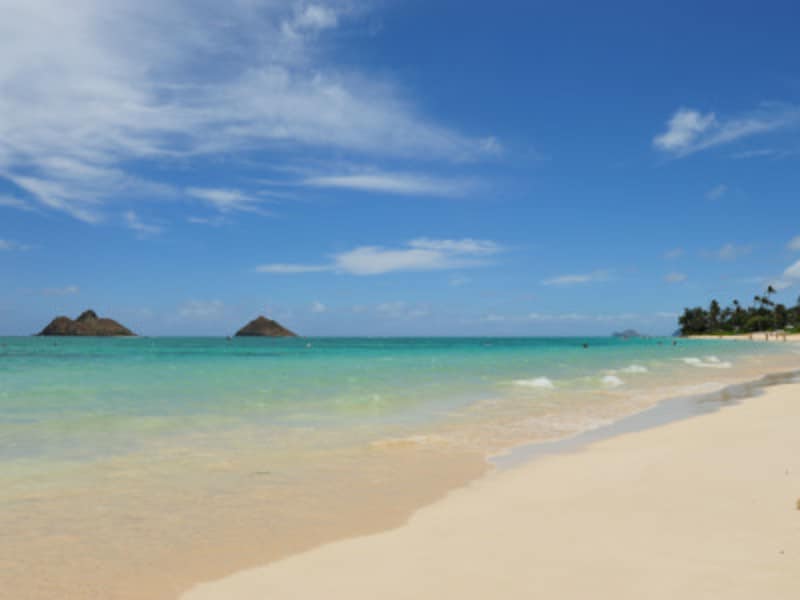 ハワイ語の犬名前意味とおすすめ一覧文化由来と人気ランキング