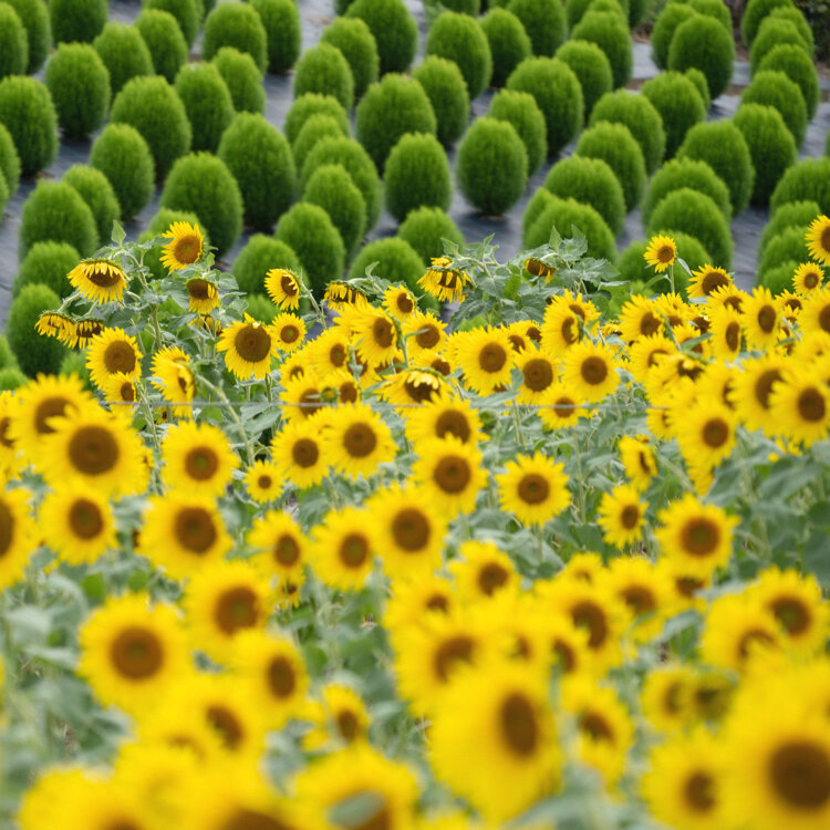 イベント ひまわり開花！ 志摩市観光農園公式 志摩市観光協会志摩観光・旅行情報サイト