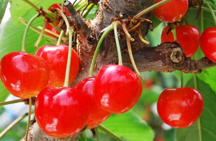 ハウスのサクランボが美味しくなりました。雨でもサクランボ狩りが楽しめます。 - 最新情報砥山ふれあい果樹園