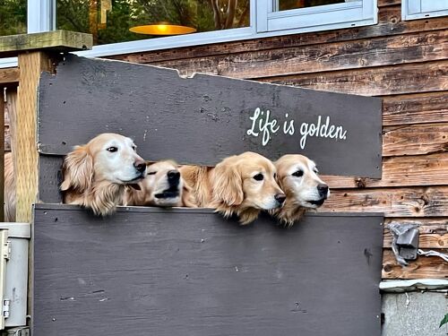 たんばら高原 料理とワインが自慢の宿 ペンション バン・デ・ルージュの宿泊予約格安・最安値 トラベルコ