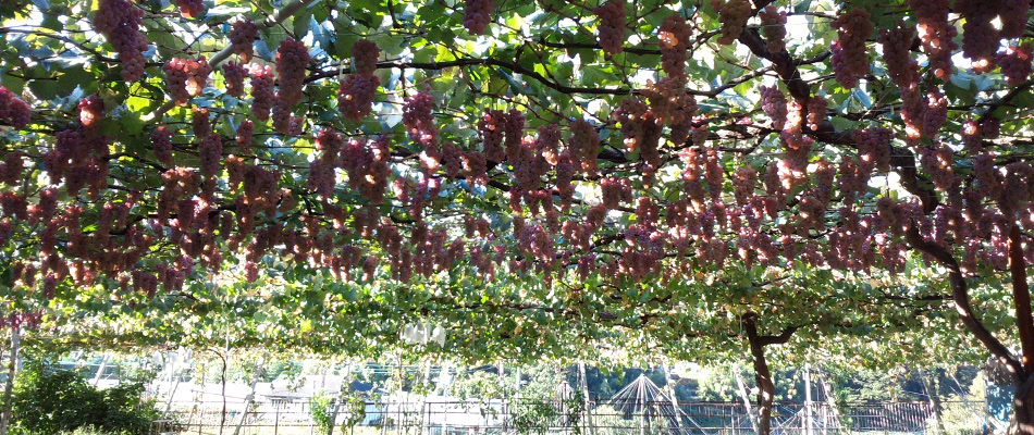 ワインの試飲にぶどう狩り♪秋におすすめの山梨の女子旅 - Tripa トリパ