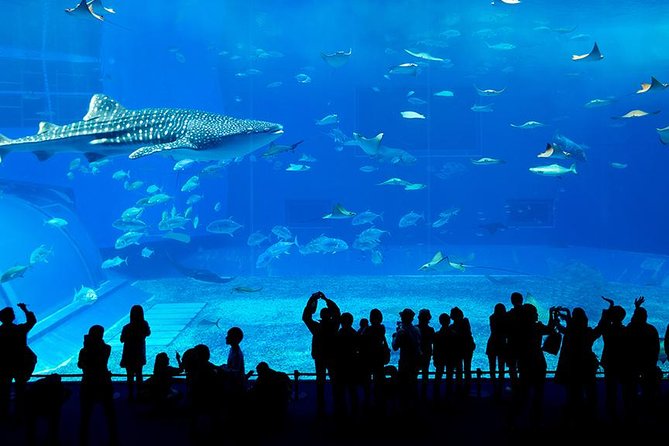 ドバイ水族館と水中動物園の入場券 2025