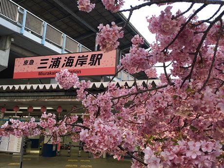 三浦海岸・三崎「河津桜」に関する旅行記・ブログ フォートラベル神奈川県