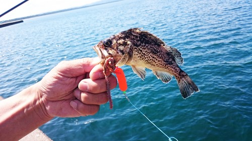 自作仕掛け ハイアピール仕様 - 投げ釣り北海道