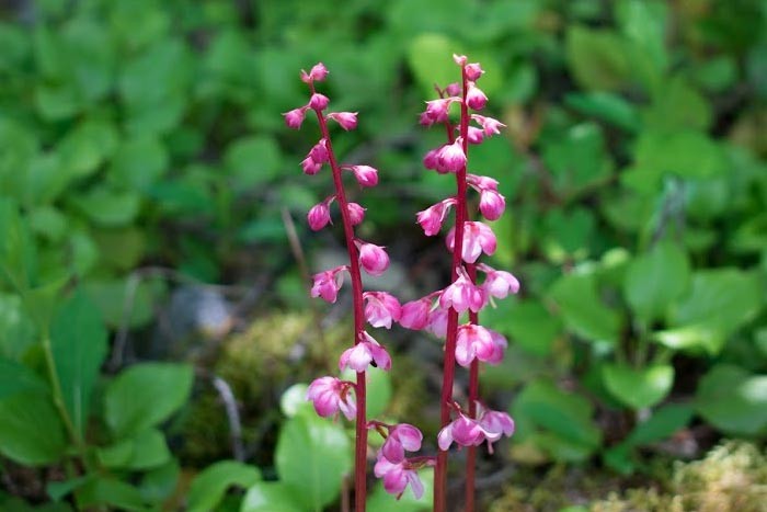 ショウキラン ラン科- 里紀 in