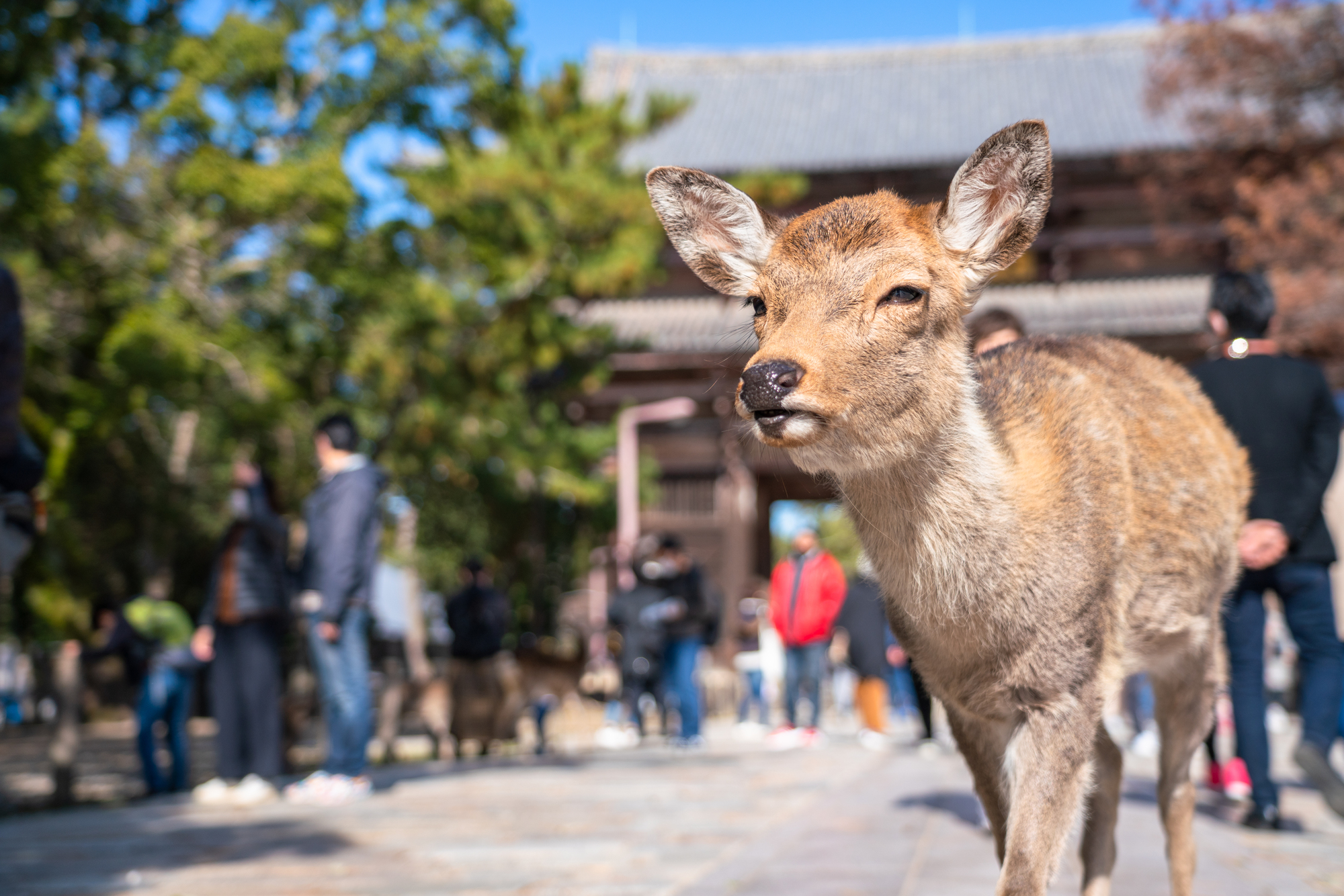 奈良公園・東大寺 久しぶりの鹿さん🦌K_unity