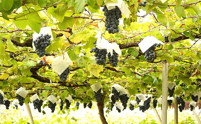 勝沼ぶどう郷 -山梨県 の詳細情報ことりっぷ