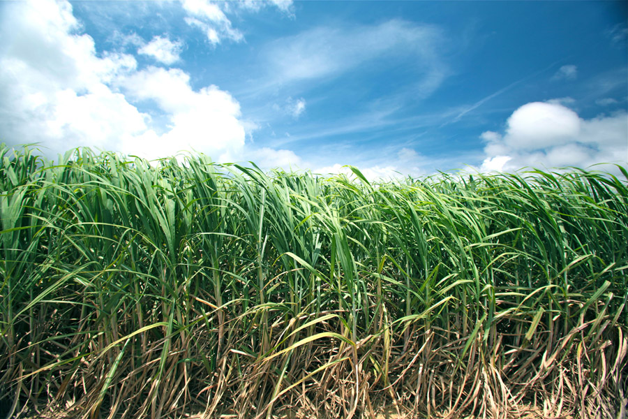 パーム油のための大規模プランテーション開発