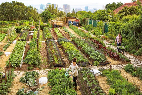 605. サブサハラ・アフリカにおける農業生産性改善の課題国立研究開発法人 国際農林水産業研究センターJIRCAS