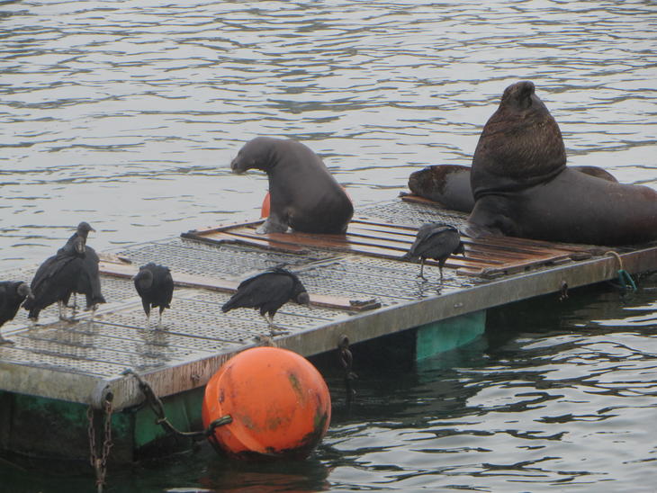 バルディビアでイチ押しの無料観光スポット10 選トリップアドバイザ