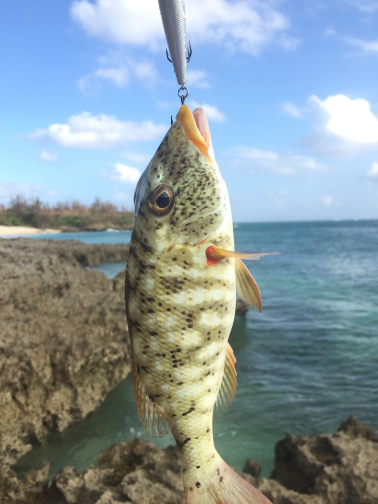 沖縄 夜 釣り沖縄南部
