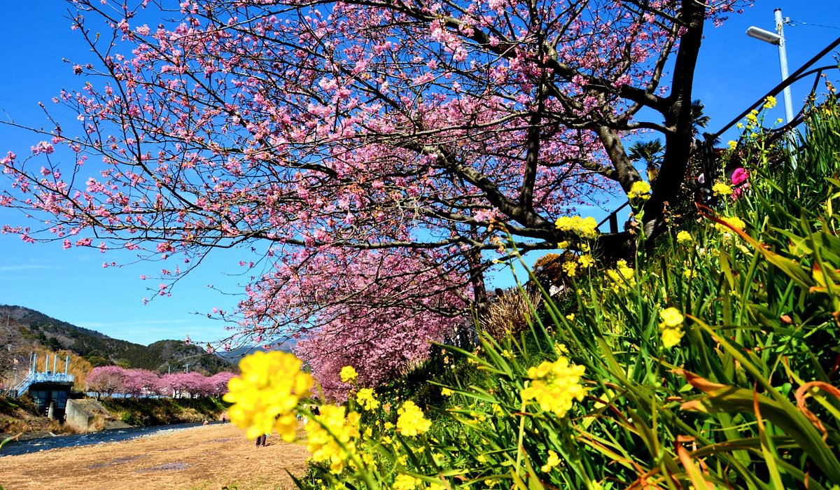 河津桜周辺のホテル・旅館 - 宿泊予約 じゃらんnet