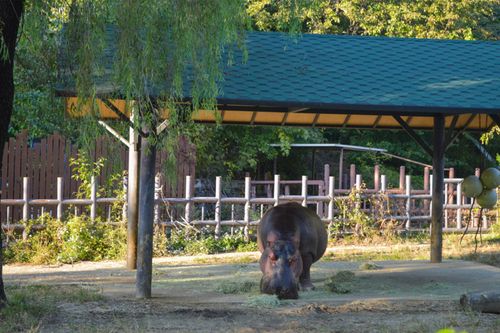 ソウル大公園 韓国の動物園。明洞や江南から地下鉄30分で行ける！入場券・リフト・グルメなど – そんあじ日記