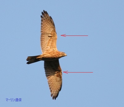 世界を選べ！究極最終剣！エンタテインメント東映株式会社