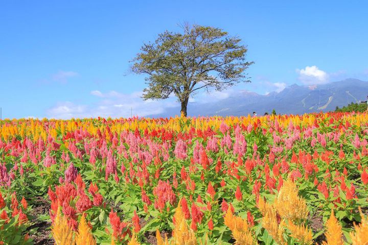 栃木観光はドライブがおすすめ！日帰りで行ける人気スポット13選ドライブ・旅行カーライフ・カー用品サイトMOBILA モビラ